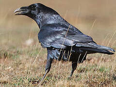 Northern Raven