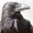 Grand Corbeau