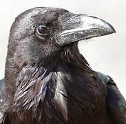 Northern Raven