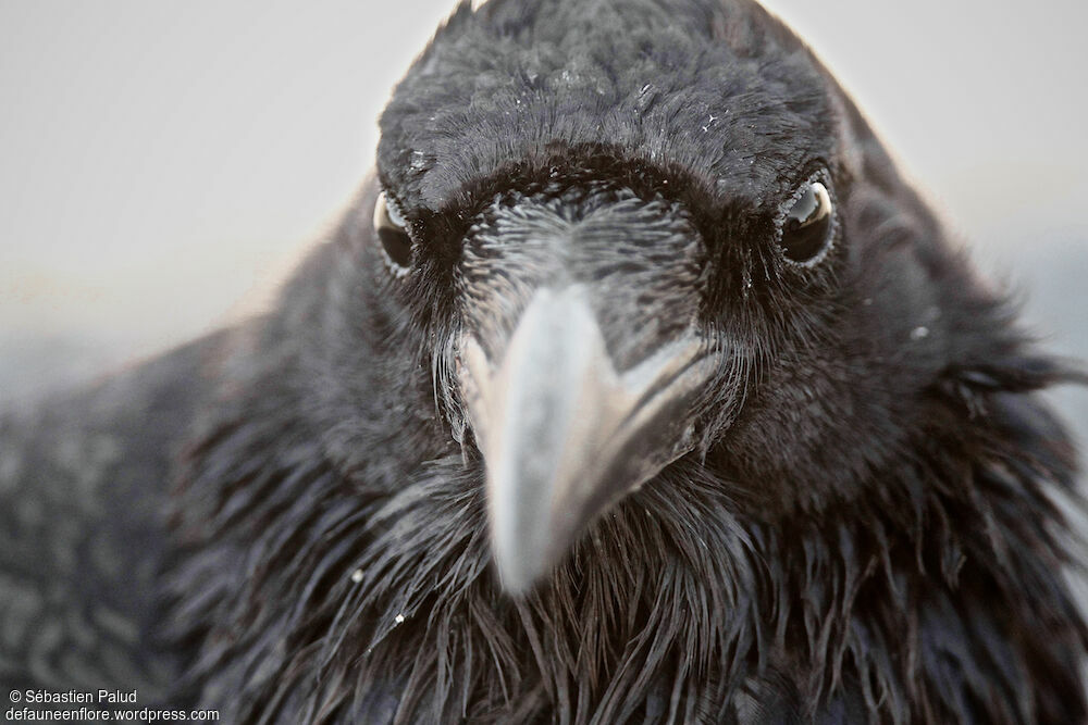 Northern Ravenadult