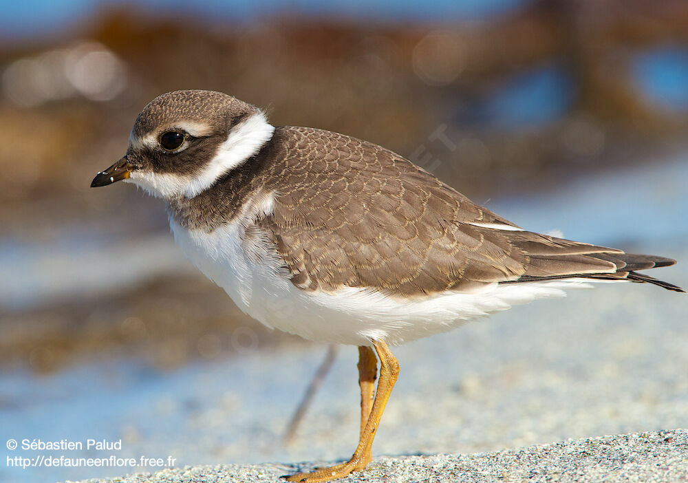 Common Ringed Plover