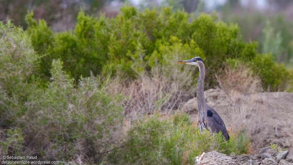 Great Blue Heronadult