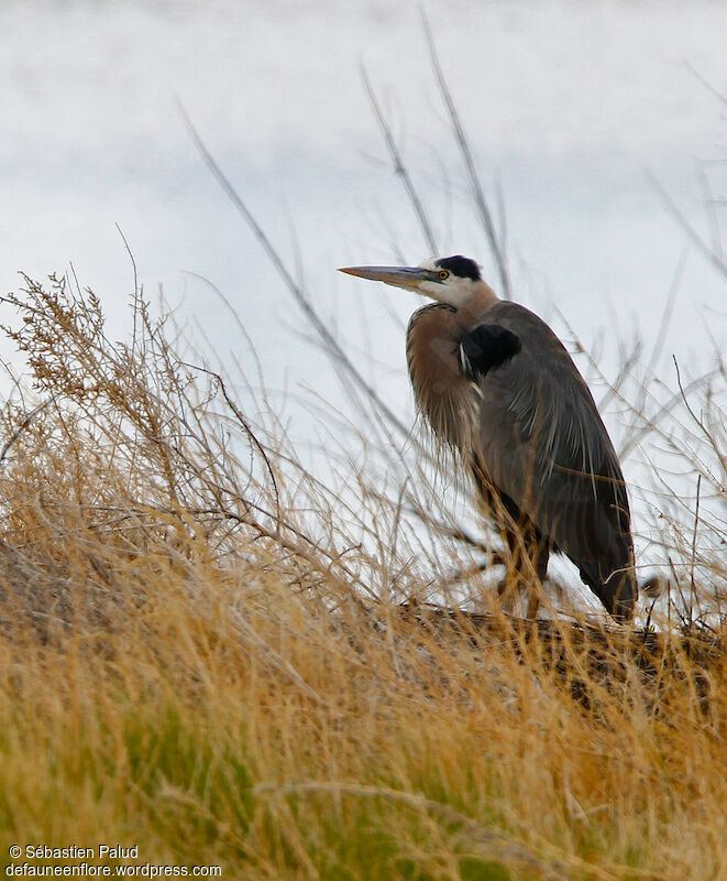 Great Blue Heronadult