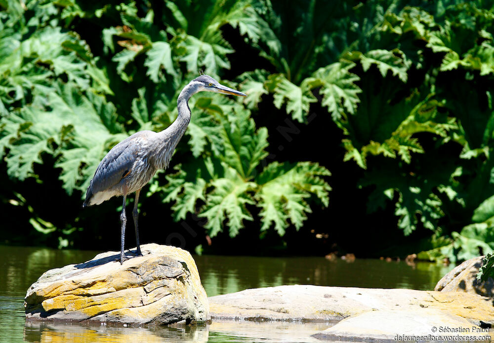 Great Blue Heronjuvenile