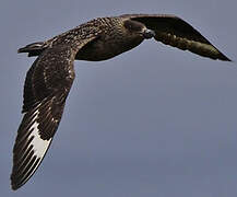 Great Skua