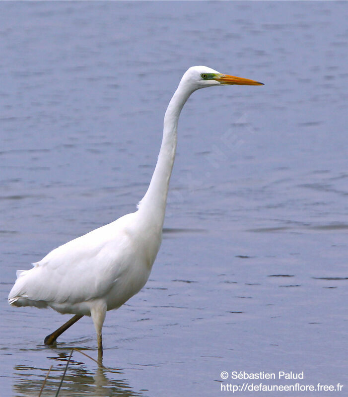 Grande Aigrette