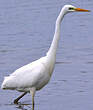 Grande Aigrette