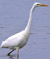 Grande Aigrette