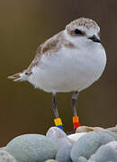 Kentish Plover