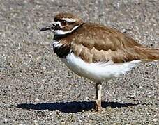 Killdeer