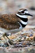 Killdeer