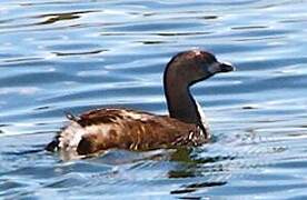 Pied-billed Grebe