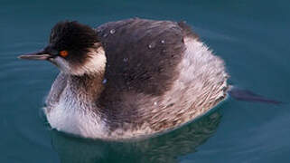 Black-necked Grebe