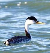 Clark's Grebe