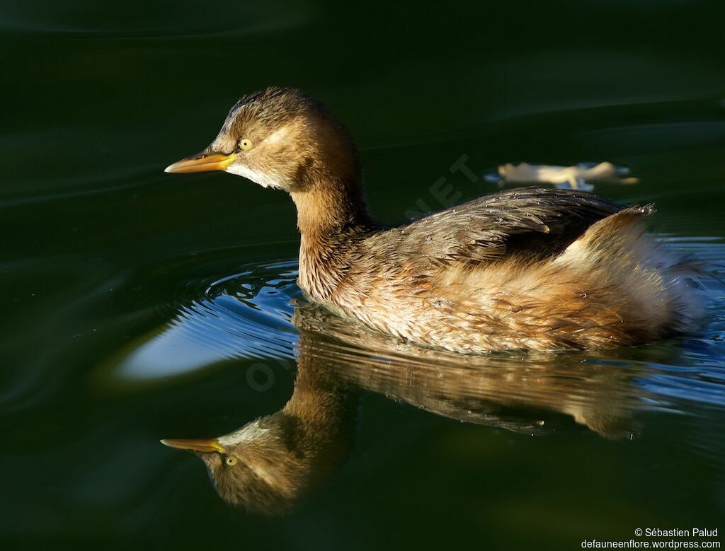 Little Grebeadult post breeding, identification, swimming