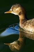 Little Grebe