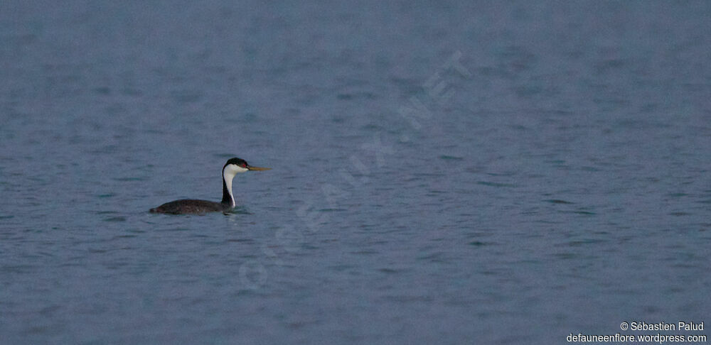 Western Grebeadult breeding