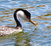 Western Grebe