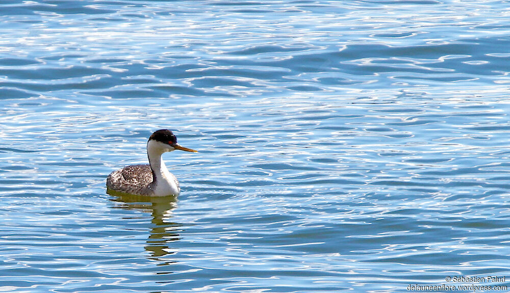 Western Grebeadult breeding