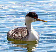 Western Grebe