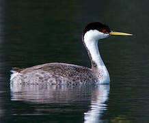 Western Grebe