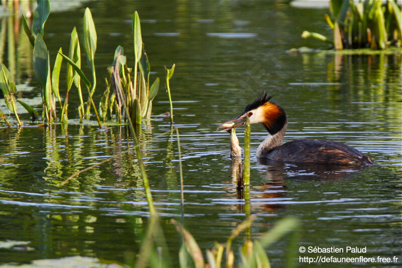 Great Crested Grebe