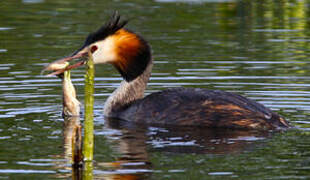 Great Crested Grebe