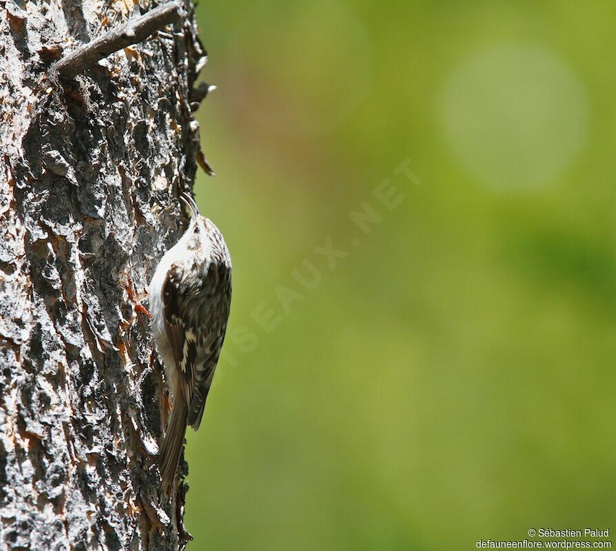 Brown Creeper