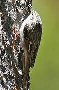 Brown Creeper