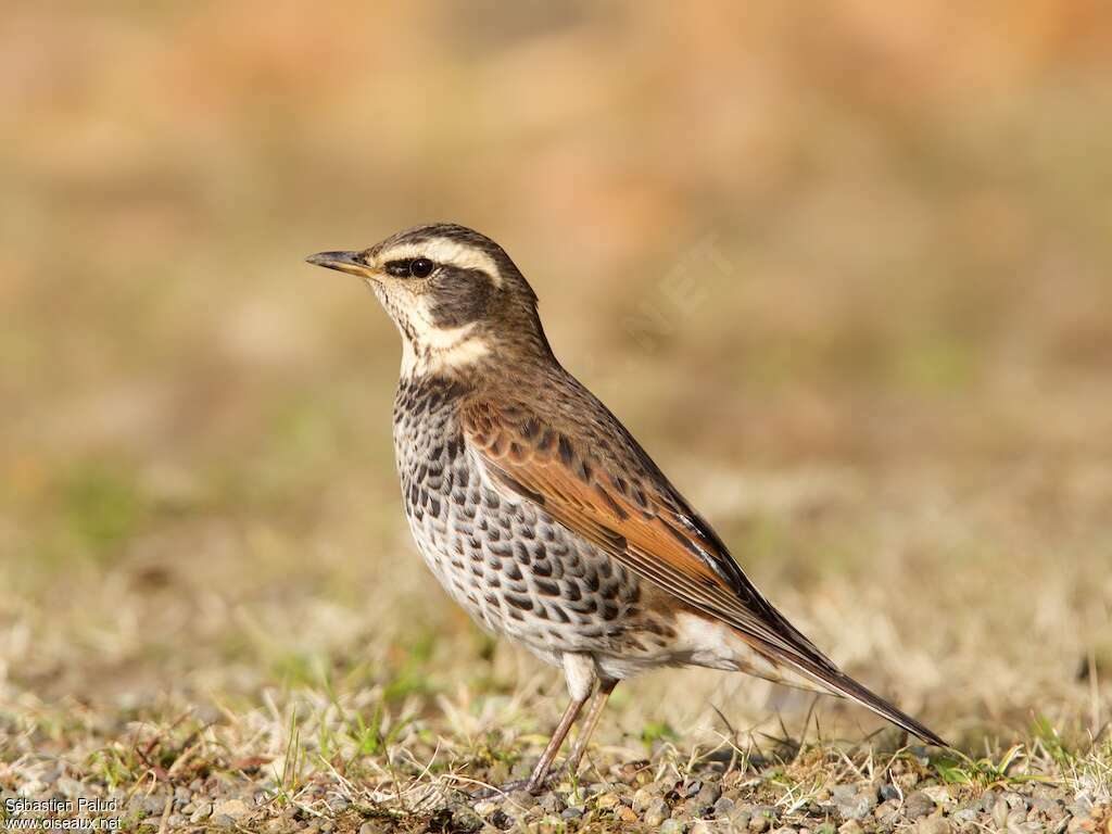 Dusky Thrush male adult post breeding, identification