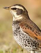 Dusky Thrush