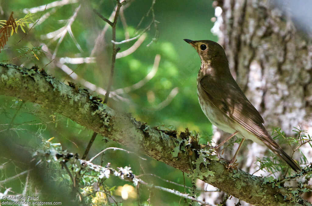 Grive à dos oliveadulte, identification