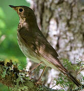 Swainson's Thrush