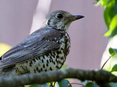 Mistle Thrush