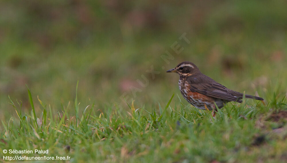 Redwing