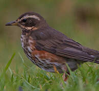 Redwing