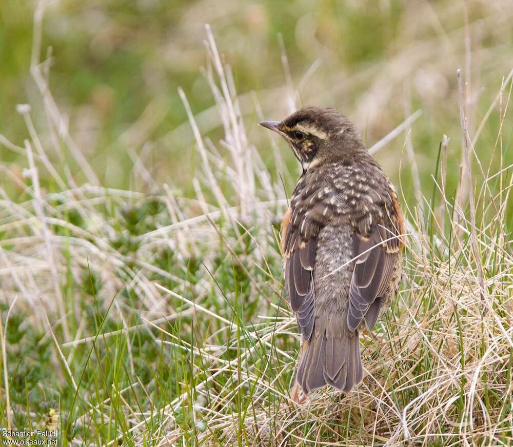 Redwingjuvenile, identification