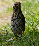 Song Thrush