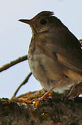 Hermit Thrush