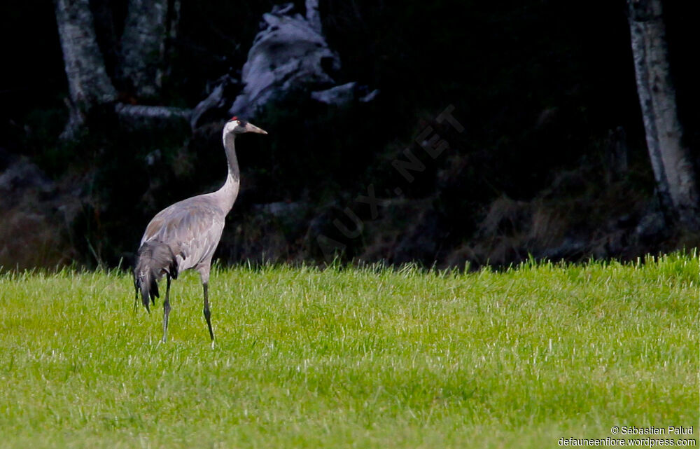 Common Crane