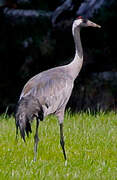 Common Crane