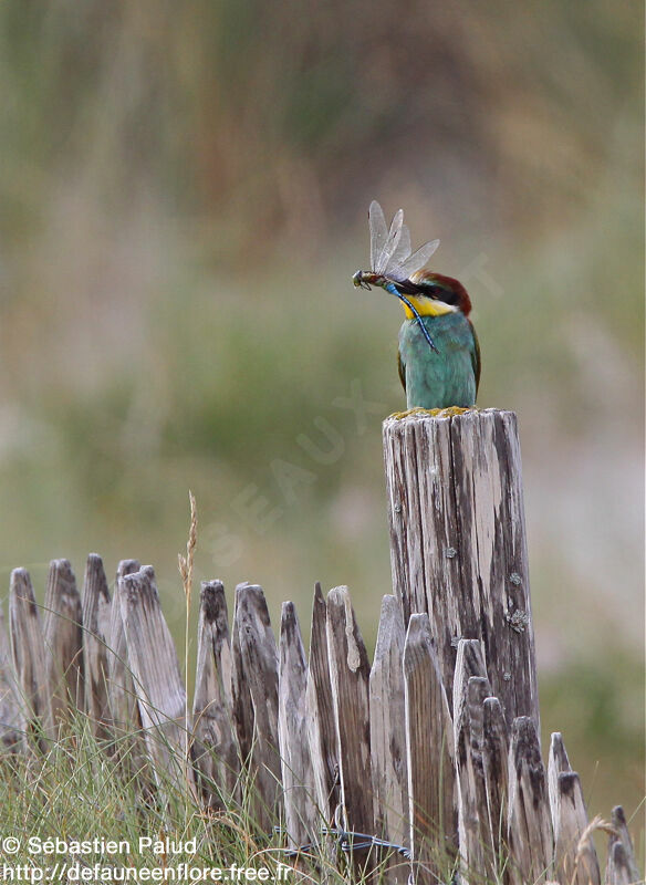 European Bee-eater