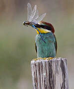 European Bee-eater