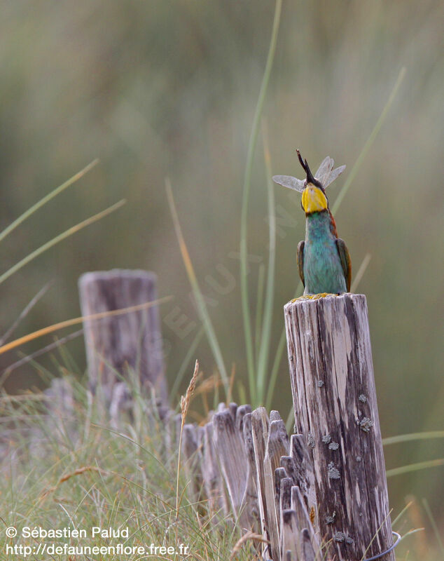 European Bee-eater