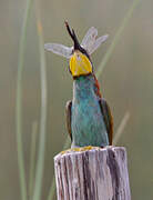 European Bee-eater