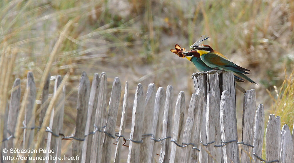 European Bee-eater