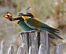 European Bee-eater