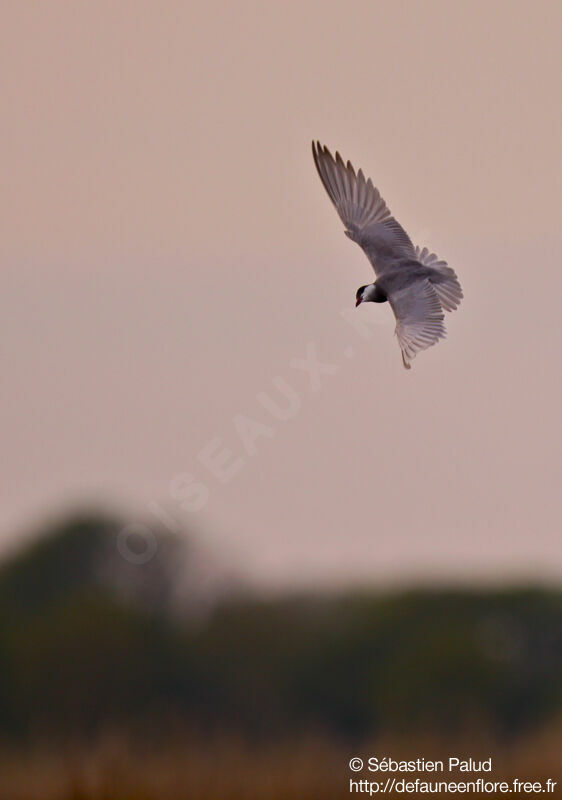 Whiskered Tern