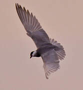 Whiskered Tern