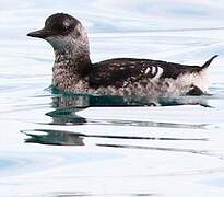 Black Guillemot